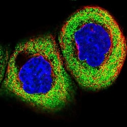 KCTD21 Antibody, Novus Biologicals:Antibodies:Primary Antibodies